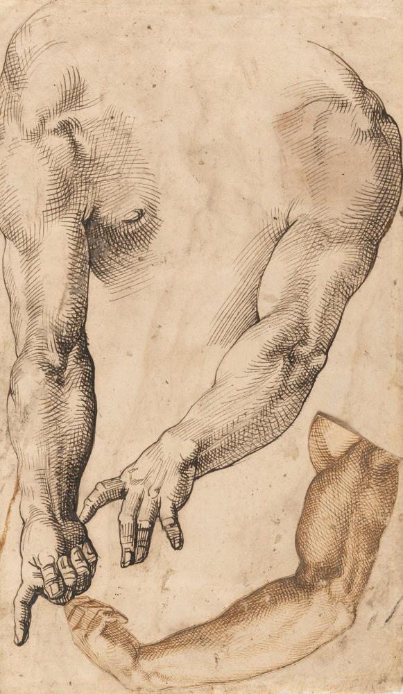 Anatomische Arm- und Beinstudien (recto-verso)