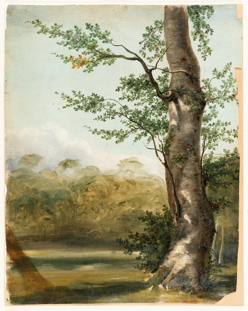 Baumstudie
