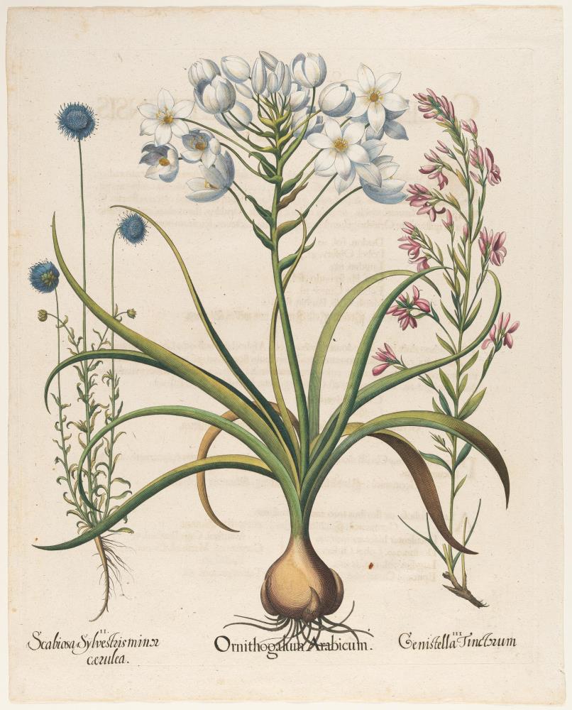 2 Bll. aus: Hortus Eystettensis