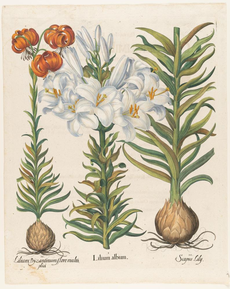 2 Bll. aus: Hortus Eystettensis