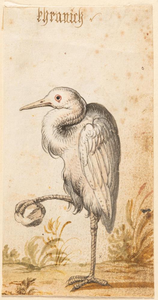 3 Bll.: Auerhuhn – Schwarzes Wasserhuhn – Weißer Kranich (verso Phönix)