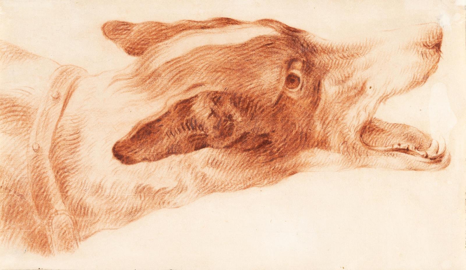 Kopf eines Jagdhundes