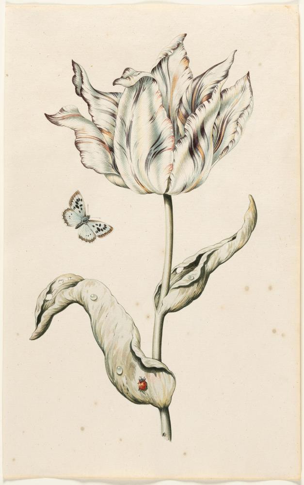 Geflammte Tulpe mit Schmetterling und Marienkäfer