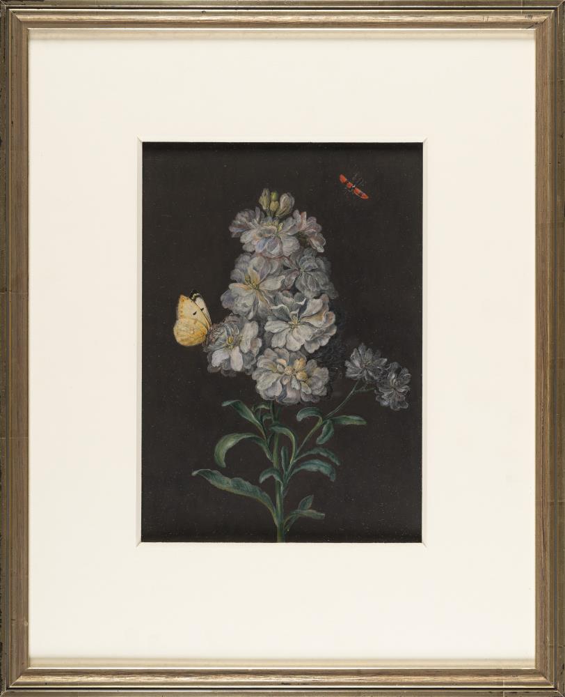 Levkoje mit Schmetterling und rotem Käfer