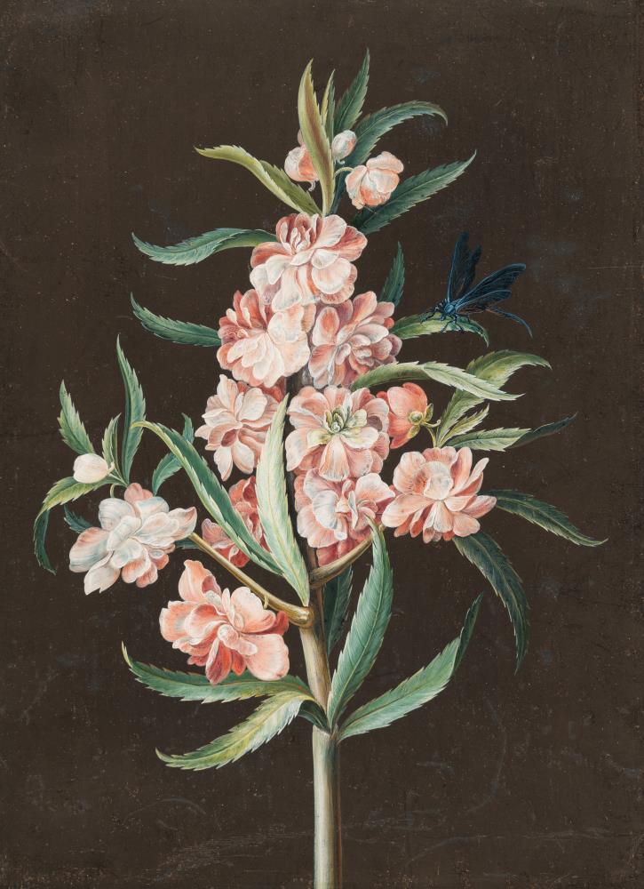 Rosa Gartenbalsamine mit blauer Libelle