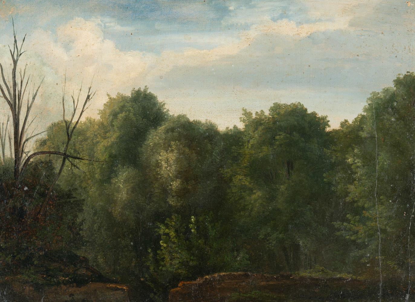 Waldstück mit einem unbelaubten Baum