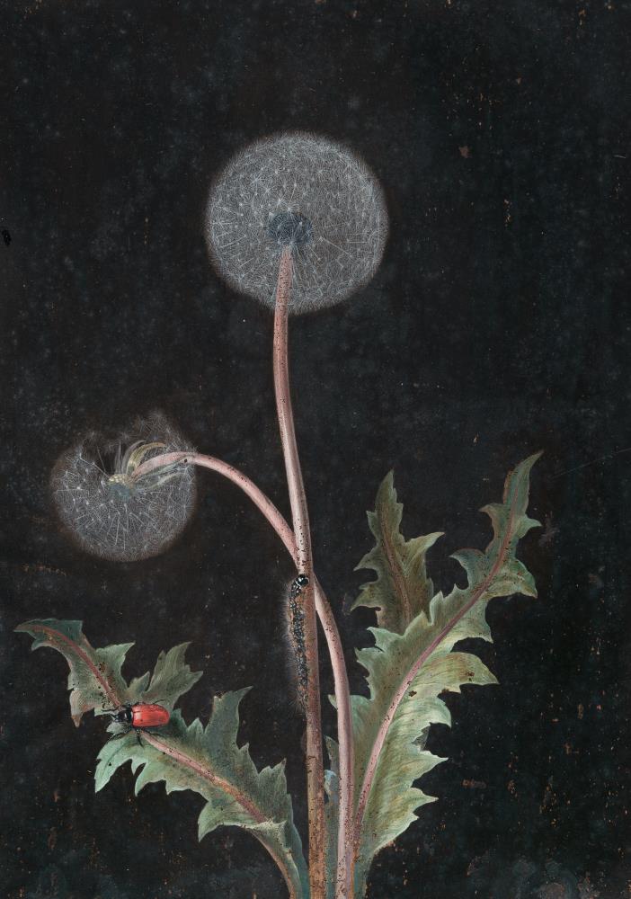 Löwenzahn mit Raupe und rotem Käfer