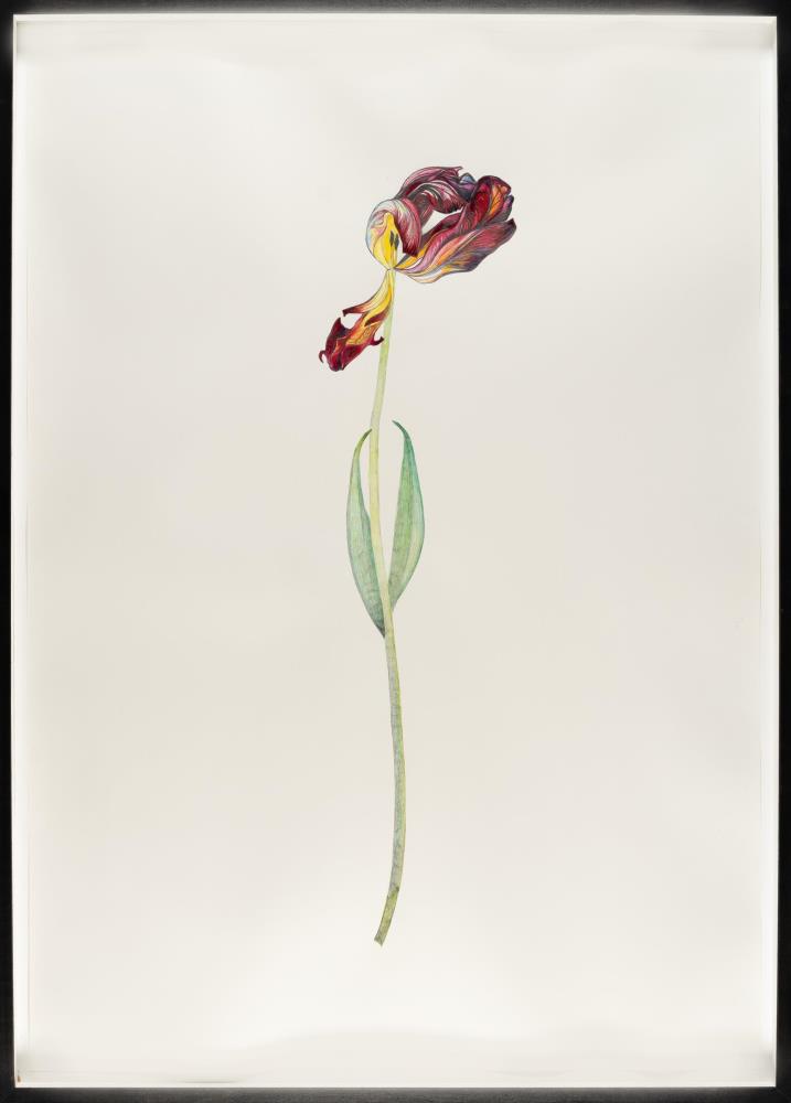 „Tulip Orange and Red“