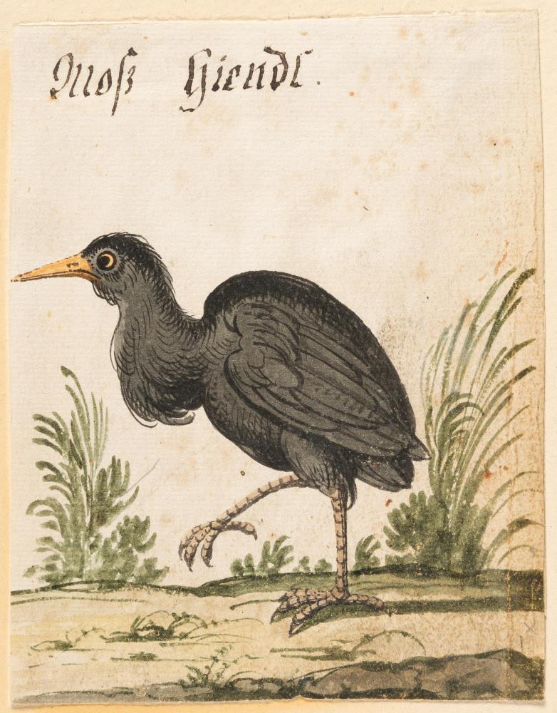 3 Bll.: Auerhuhn – Schwarzes Wasserhuhn – Weißer Kranich (verso Phönix)