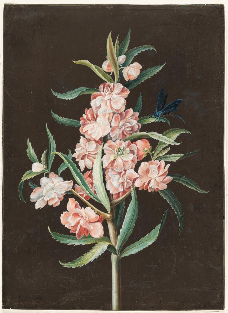 Rosa Gartenbalsamine mit blauer Libelle