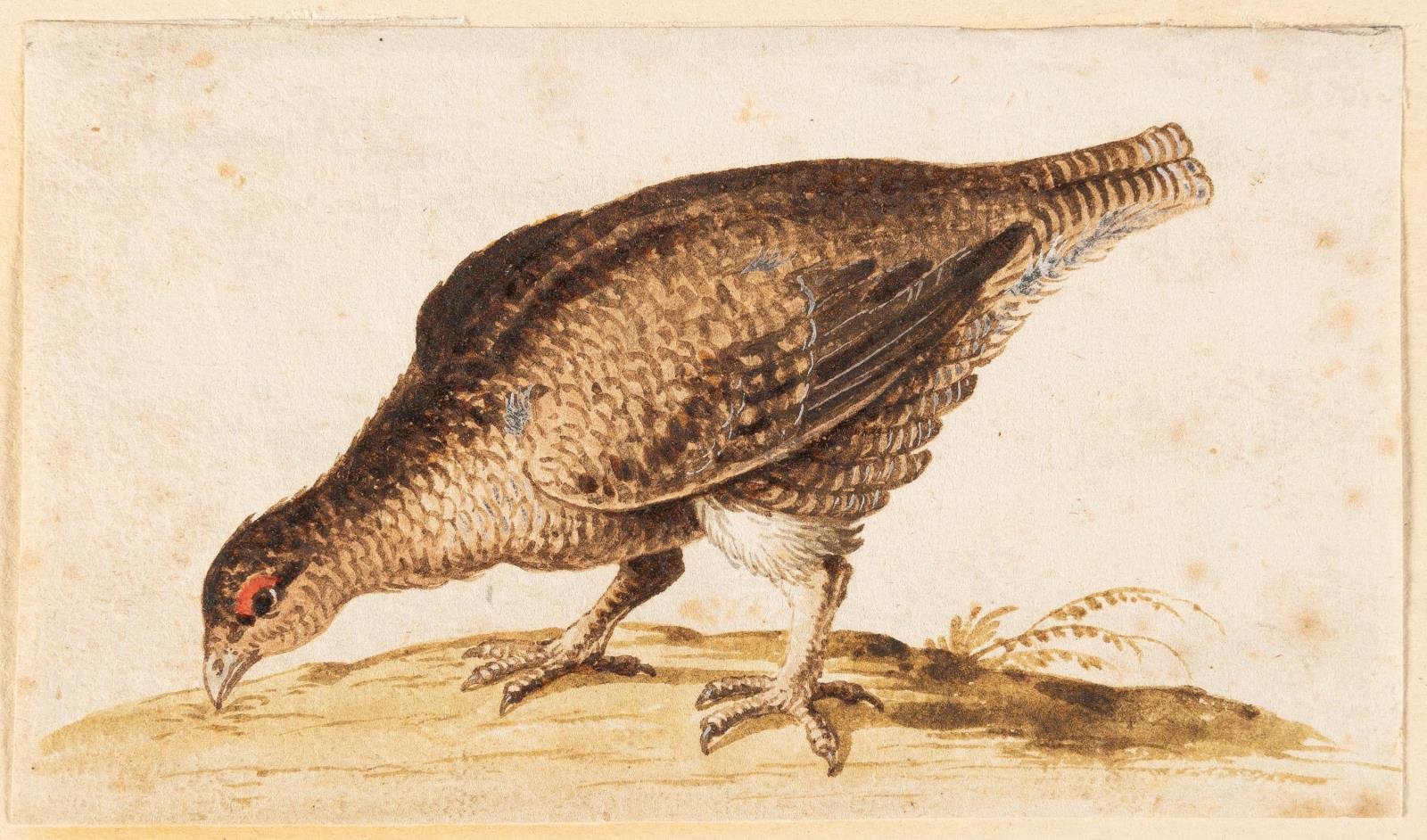 3 Bll.: Auerhuhn – Schwarzes Wasserhuhn – Weißer Kranich (verso Phönix)