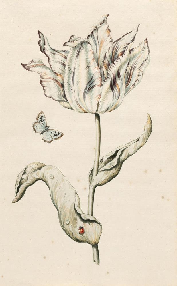 Geflammte Tulpe mit Schmetterling und Marienkäfer
