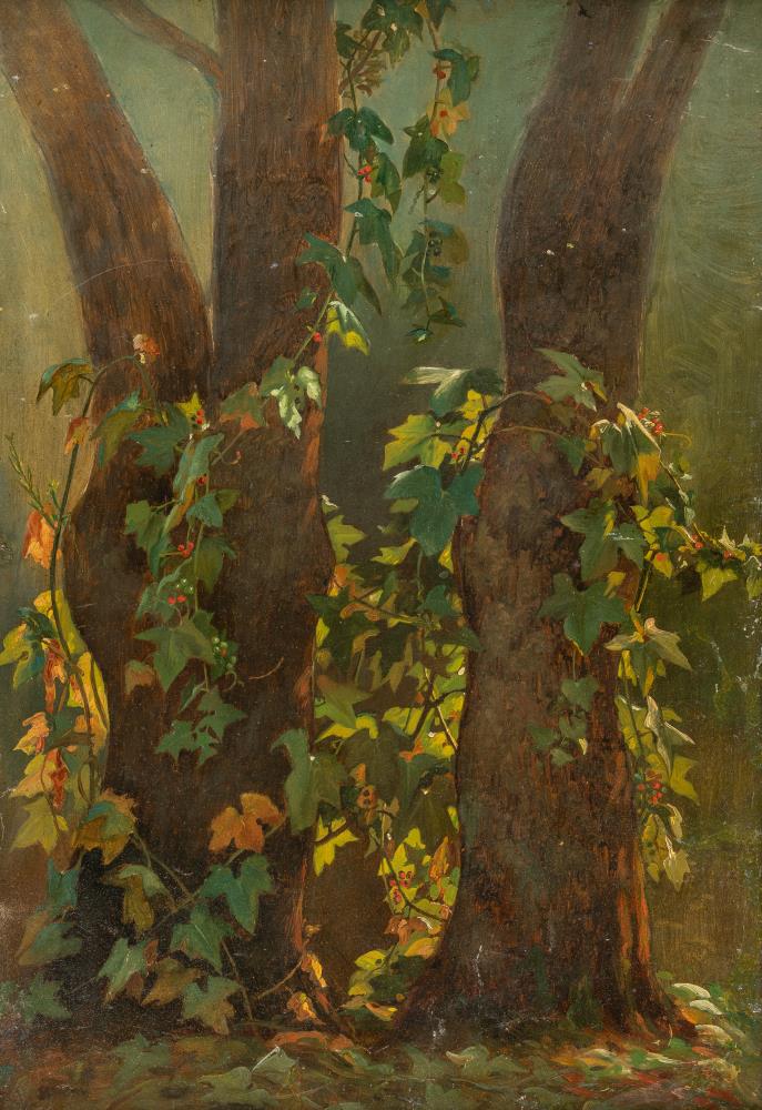 Alberi e vegetazione