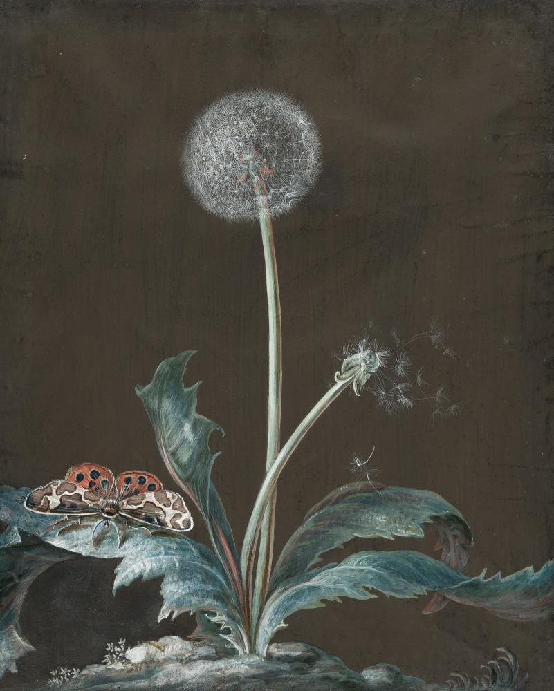 Pusteblume mit Nachtfalter