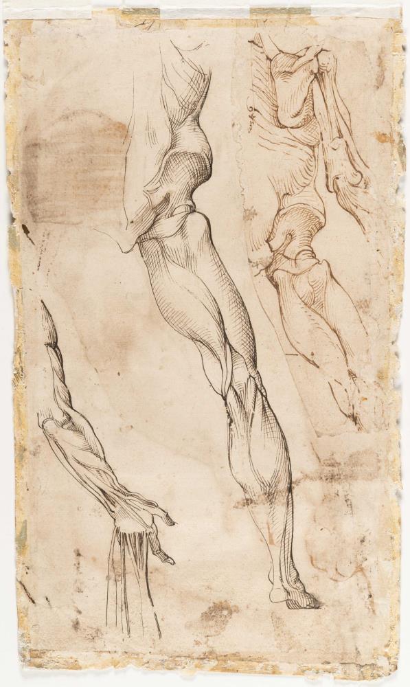 Anatomische Arm- und Beinstudien (recto-verso)
