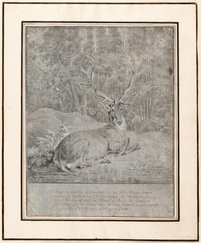 Kapitaler Hirsch, in Waldlichtung ruhend