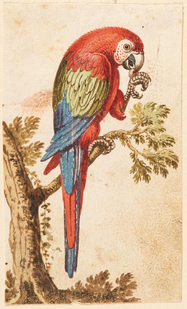 3 Bll.: Kasuar – Doppelhornvogel – Hellroter Ara