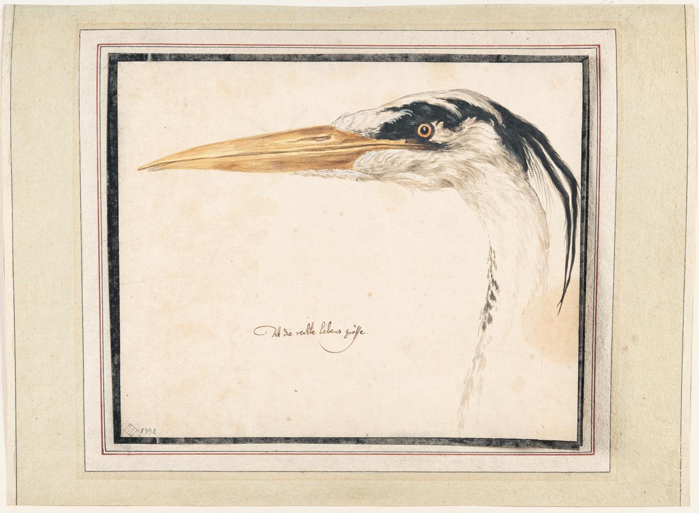 Studie eines Graureihers