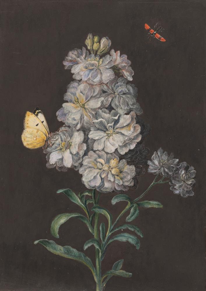 Levkoje mit Schmetterling und rotem Käfer