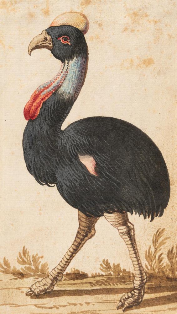 3 Bll.: Kasuar – Doppelhornvogel – Hellroter Ara