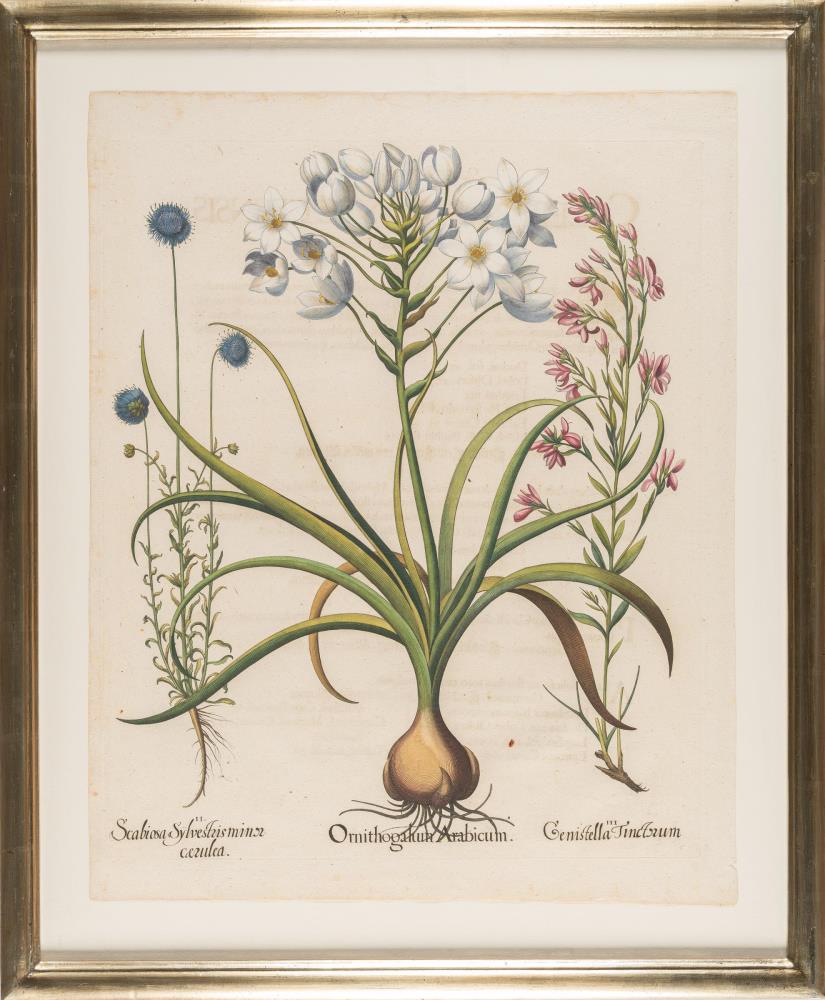 2 Bll. aus: Hortus Eystettensis