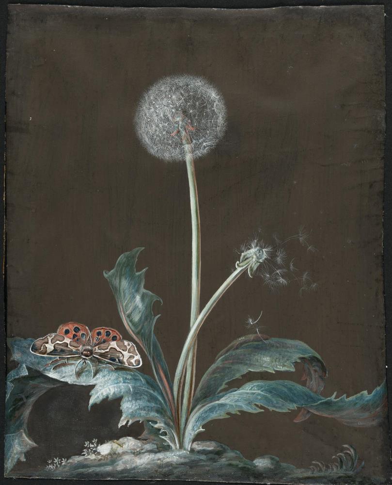Pusteblume mit Nachtfalter