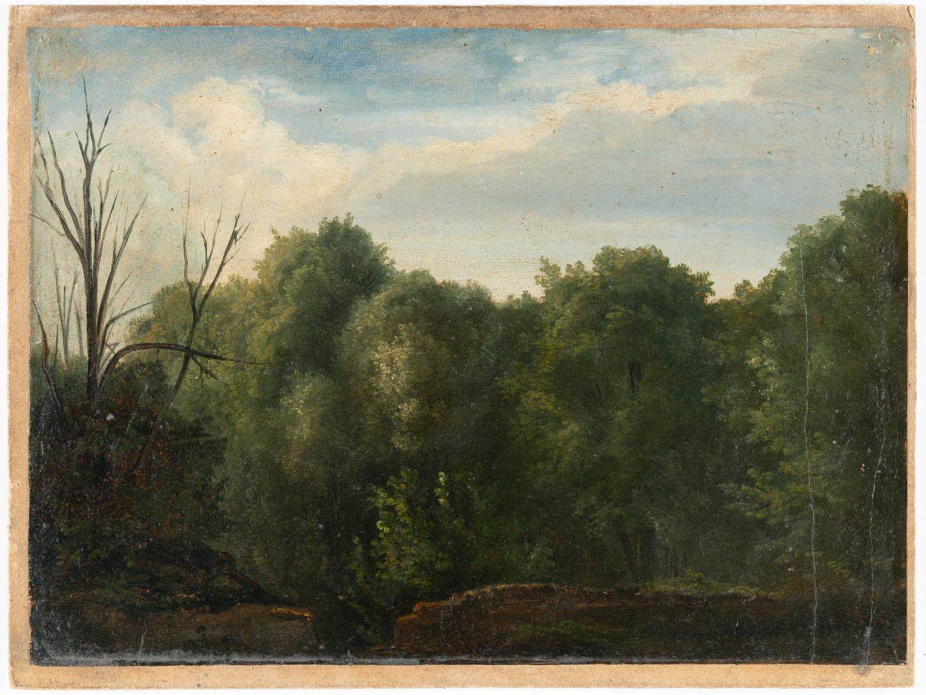 Waldstück mit einem unbelaubten Baum