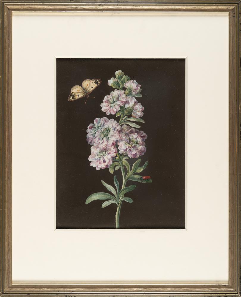 Levkoje mit Schmetterling und braunem Käfer