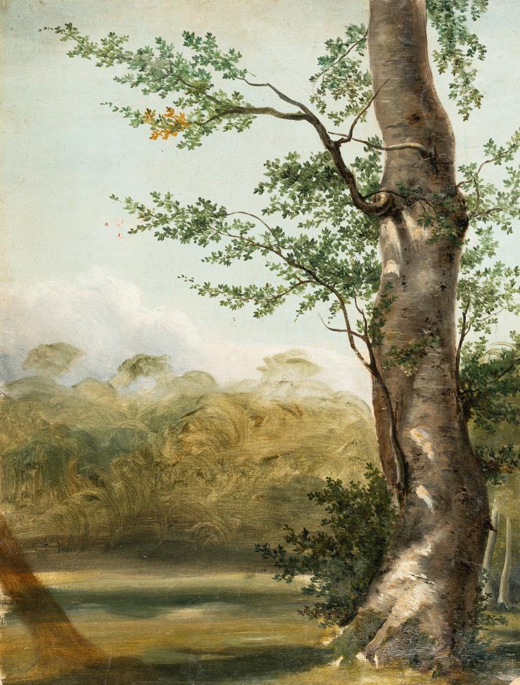 Baumstudie