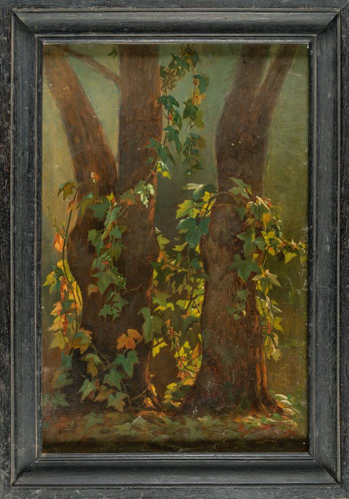 Alberi e vegetazione