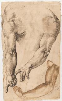 Anatomische Arm- und Beinstudien (recto-verso)