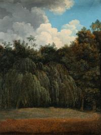 Wolken über Waldrand