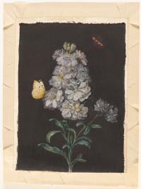 Levkoje mit Schmetterling und rotem Käfer
