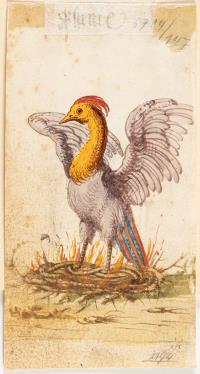 3 Bll.: Auerhuhn – Schwarzes Wasserhuhn – Weißer Kranich (verso Phönix)
