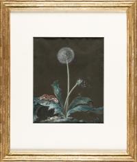 Pusteblume mit Nachtfalter
