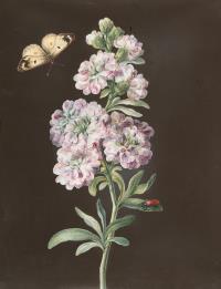 Levkoje mit Schmetterling und braunem Käfer
