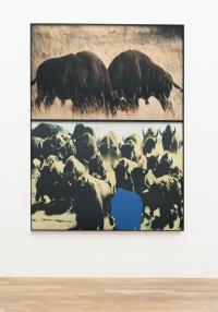 Two Bison/Group of Bison (with blue shape)