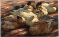 Ruhende Enten