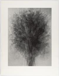 After...Karl Blossfeldt Art Forms in Nature