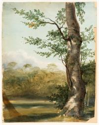 Baumstudie