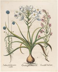 2 Bll. aus: Hortus Eystettensis