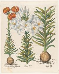 2 Bll. aus: Hortus Eystettensis