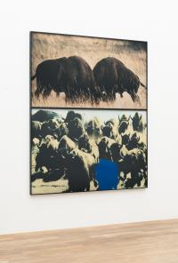 Two Bison/Group of Bison (with blue shape)