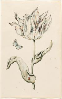 Geflammte Tulpe mit Schmetterling und Marienkäfer