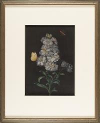 Levkoje mit Schmetterling und rotem Käfer