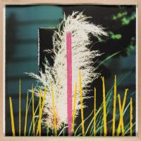 2 Bll. aus: 2623 Third Street, Santa Monica (Grass–Flower)