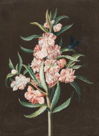 Rosa Gartenbalsamine mit blauer Libelle