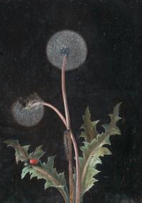 Löwenzahn mit Raupe und rotem Käfer