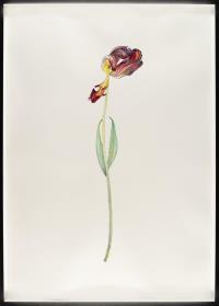 „Tulip Orange and Red“