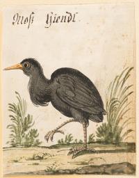 3 Bll.: Auerhuhn – Schwarzes Wasserhuhn – Weißer Kranich (verso Phönix)